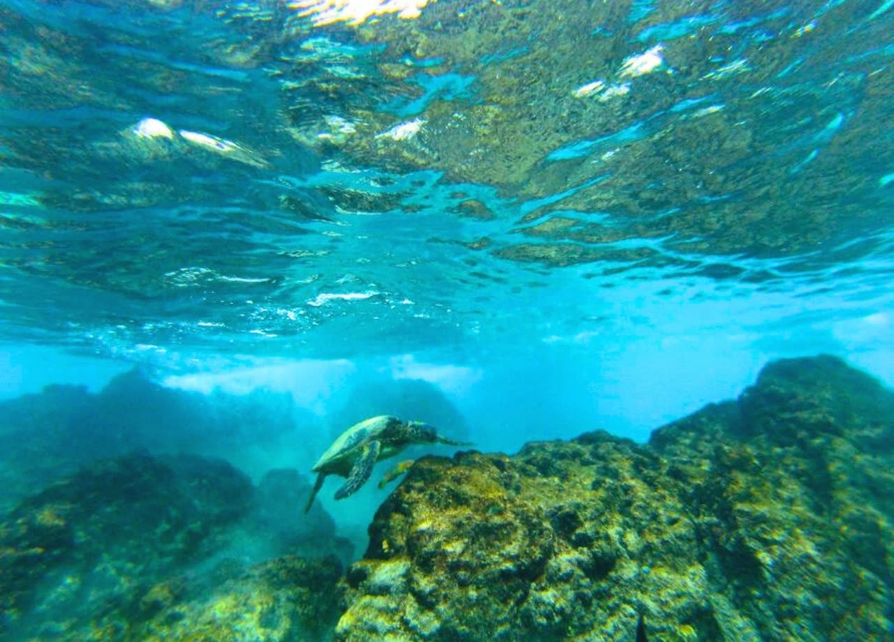 Una tortuga marina nadando sobre el fondo volcánico